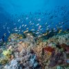ambiance sous-marine